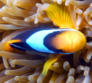Anemonenfisch