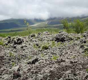 Besiedlung der Lava
