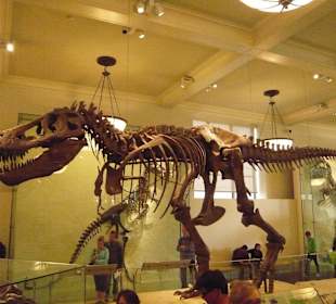 American Museum of Natural History