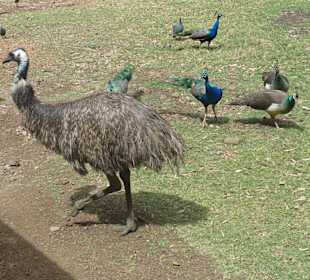 Casela Bird Park