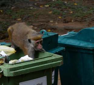 Affe im botanischen Garten