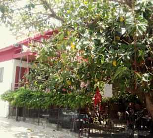 Göreme Motel - Kaffepause unterm schattigen Baum