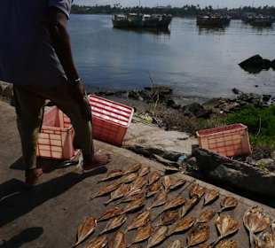 Fisch zum trocknen vorbereitet