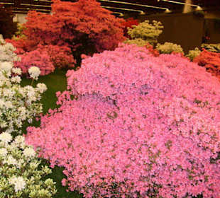 Rhododendron , Azaleengarten