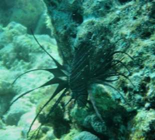 Schwarzer Feuerfisch