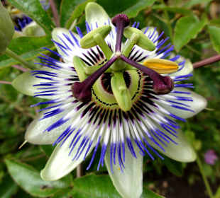 Rundgang durch den Botanischen Garten Oldenburg