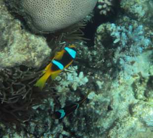 Nemo