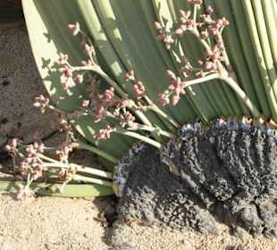 Gleich daneben noch eine Rarität