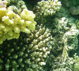 Three Corners Fayrouz Plaza Beach Resort