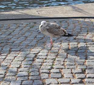 Eine Möwe, die gerne Fisch isst 