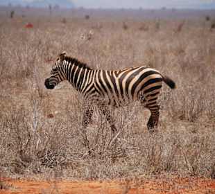 Wieder ein verirrtes Zebra