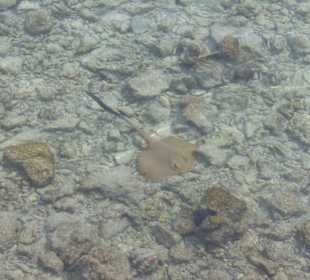 Sundowners Bar Bandos Island