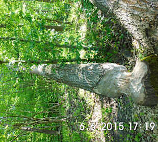 Działalność bobrównad Klimuntem. .