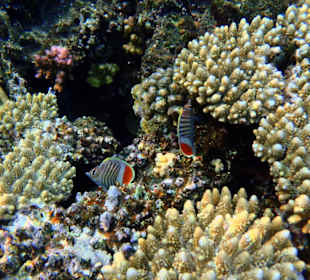 Außenriff des Three Corners Fayrouz Plaza Beach Resort