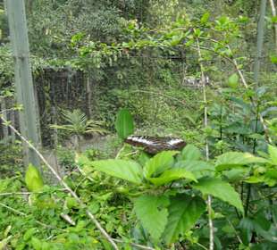 Poring Hot Springs - Schmetterlingsgarten
