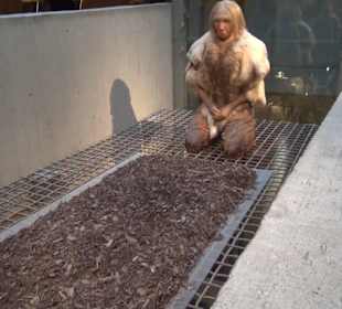 Neanderthal Museum