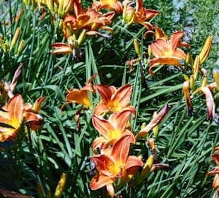 Park Schloss Moyland