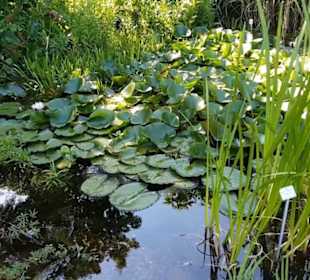 Botanischer Garten 