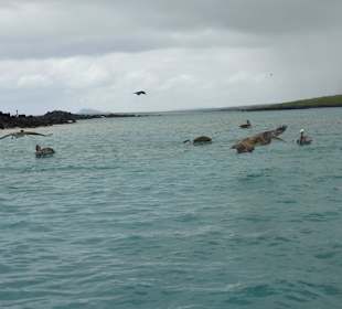 Jagt auf Fisch vor Isla Lobos