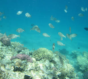 Unterwasserwelt 