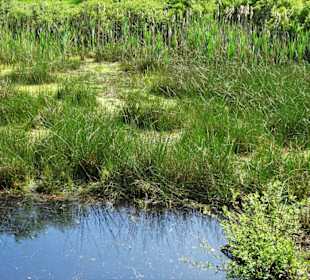 Eindrücke vom Moorpfad in Tarmstedt