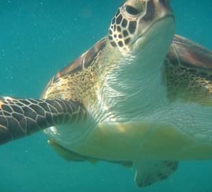 Schildkröte direkt vor meiner Nase