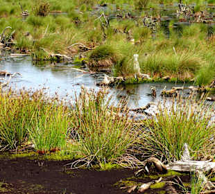 Moorflächen im Campemoor