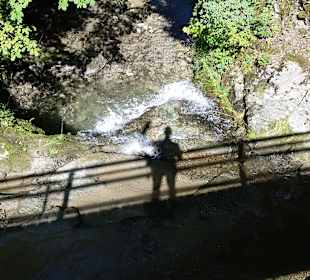 Hinter dem Haus im Wald