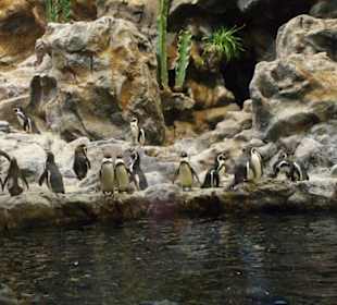 Pinguine