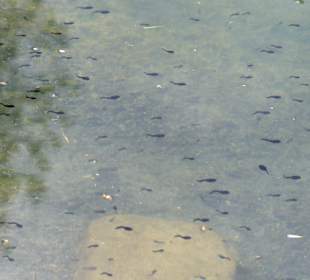 Alles mal kleine Frösche 