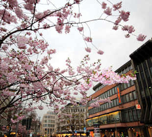Baumblüte im März in Hannovers Mitte