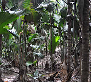 Vallée de Mai Nature Reserve