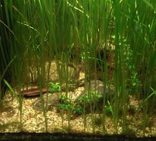 Aquarium