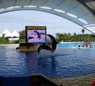 Orca Show