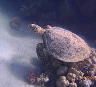 Fast täglich gab es Schildis zu sehen