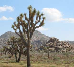 Joshua Tree Monument