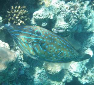 Besenfeilenfisch bei Kußattacke auf Schnorchler