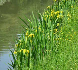 Eindrücke vom Rundgang am Krimpelsee