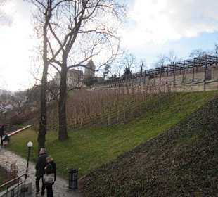 Weinberg vom Hradschin