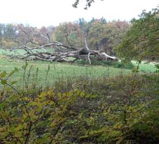 Herzog-Jäger-Pfad