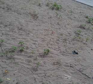 Das ist der Fußweg direkt zum Strand 