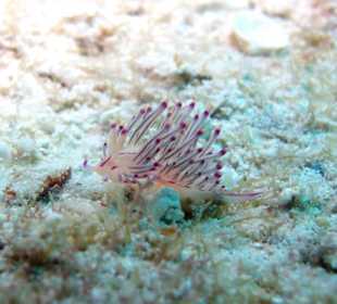 Schnecke beim Tauchen