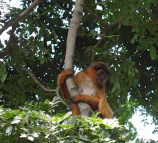 Gereza ruda w parku Abuko