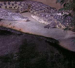 Krokodile