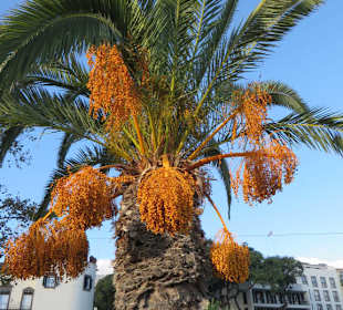Riesige Dattelpalme