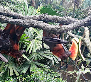 Singapur Zoo
