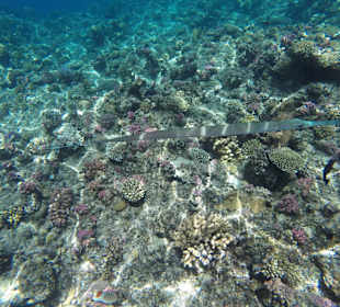 Домашний риф