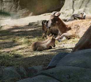 Tierpark Hagenbeck