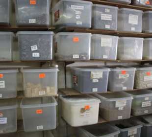 Altstadt George Town