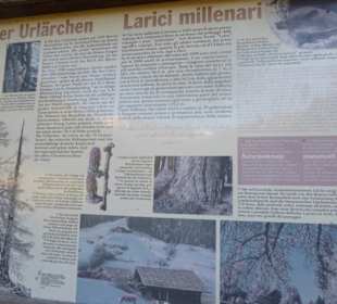 Wanderung zu den Urlärchen